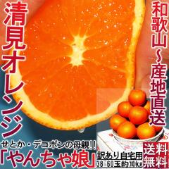 �Y�n���� ��񂿂ᖺ �����I�����W ��10kg 38�`60�� �a�̎R���Y �󂠂�i �ƒ�p�̂����ȃ^���S�[���I�݂���̐��n�A�a�̎R��蒼��