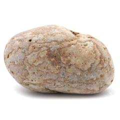 �P���� ������Y ���R�� 170g ����T�C�Y 1�_���� �����C�p ���p�r �V�R�� ���� �p���[�X�g�[�� �򉻃O�b�Y ���� �q�[�����O �v���[��