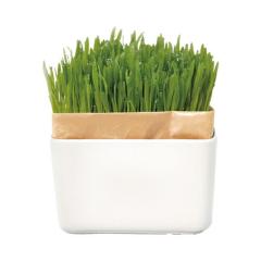 �L���͔|�L�b�g �ɂ��x�W �Z�b�g�m �i�L�p�i�j