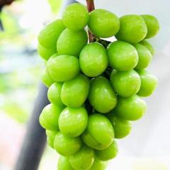 �V���C���}�X�J�b�g �G�i 1�[ 450-500g �Y�n���C��(��ɎR�����E���쌧�E���R��) �}�X�J�b�g �Ԃǂ� �M�t�g ��Ȃ��Ԃǂ�