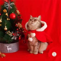 ���T���^�}���g�@�l�R�̃T���^�}���g�@���L�@�N���X�}�X �P�[�v �}���g �R�X�v�� Xmas �T���^�N���[�X ���� �� �� �m���@�y�b�g �R�X�v��