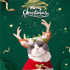 ���L�@�N���X�}�X �y�b�g�p�i ���p �g�i�J�C �L�p �g�i�J�C �y�b�g�� �~ �y�b�g ���Ԃ���� �� �R�X�`���[�� �L �R�X�`���[�� �C���X�^�f