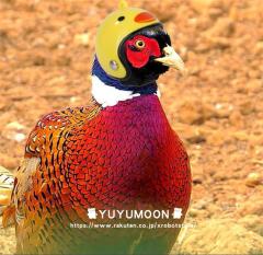 �ɂ�Ƃ�p�w�����b�g�@�{�p�w�����b�g�@�w�����b�g�{�p�@�������O�b�Y�@�������R�X�`���[���@�������R�X�v���@�n���E�B���@���i�p�@����