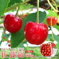 ���̓��M�t�g �������ڍ����тk�T�C�Y500g�G�i ���ϔ����� �����������s�Y�I�n�͔|�y���������z�Y�n���� �����w��s�� 6��10�����`6��