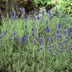 ラベンダー グロッソ 3.5号（直径10.5cm）ポット苗1個 常緑低木