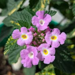宿根草比率が高い10品種！イングの森 オススメ花苗セット 10品種