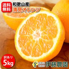 ���� ����� �󂠂� 5kg �������� �a�̎R �L���~ �����I�����W �t �� �݂��� ����p ��l�� ������ �m�[���b�N�X �m�[�u���b�V���O ����