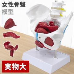 脊髄骨盤模型 90cm 実物大 吊り下げ 台座付き 後頭骨 股関節 男性骨盤 