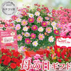 �������{���I ��̓� �M�t�g �I�ׂ��̓��Ԕ� ��̓� �v���[���g �� �J�[�l�[�V����  �P�C�g�E �}�[�K���b�g �Ԕ�  ���A�� ���������i��