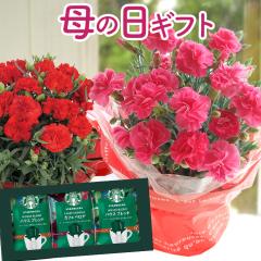 �������{���I2026��̓� �M�t�g �ԂƃR�[�q�[ �J�[�l�[�V�����ƃX�^�[�o�b�N�X�R�[�q�[ �R�[�q�[�M�t�g�Z�b�g �ԃM�t�g �J�[�l�[�V���� 