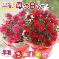 �������{���I ��̓� �v���[���g �M�t�g �����J�[�l�[�V�����i5/1-5/4���͂��j 5���� �Ԕ�  ���A�� ���܂����J���[�̃J�[�l�[�V�����Ԕ� 