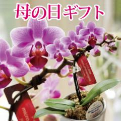 母の日 ギフト 花 マイクロ胡蝶蘭 ピンク系 花鉢 ギフトボックス入り 産地直送 椎名洋ラン園 胡蝶蘭 鉢植え ギフト 花 送料無料(一部