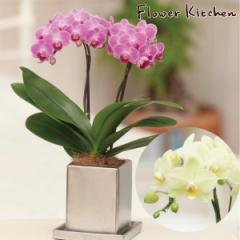 �yA-177�z�y�Y�n�����̉ԃM�t�g�z�~�f�B�Ӓ��� �N���[���� 2�{���� 4.5�� �Ŗ��m������ ���������� �t�����[�M�t�g ���� �~�j�Ӓ��� 