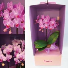 �yA-106�z�y�Y�n�����̉ԃM�t�g�z�~�f�B�Ӓ��� �h���XBOX���� 2�{���� 4�� �s���N�n���܂��� �Ŗ��m������ ���������ӂ�� �t�����[�M�t