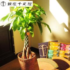 �ϗt�A�� �p�L�� �̔��A��7����+��D���t���[�c�N�[�w�� ���j�� �J�X�j�� �J�Əj�� �����z���j�� �V�z�j�� �M�t�g �v���[���g