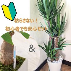 �ϗt�A�� ���b�J    8���@�����v �T�X�e�B�[ L�T�C�Y�̃Z�b�g �����͂� ���j�� �J�X�j�� �J�Əj�� �����z���j�� �V�z�j�� �M�t�g �v���[