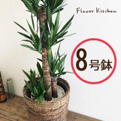 �ϗt�A���@���b�J 8�� + ���J�S�@�y��^�T�C�Y�z  FKTK