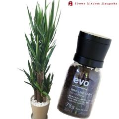 �ϗt�A�� �y�A���Ɣ엿�̃Z�b�g�z�w ���b�J 8�� ���Z���[�g�� + evo �A�������C�ɂȂ�엿 75g �x ���j�� �J�X�j�� �J�Əj�� �����z���j