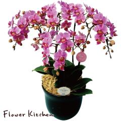 �yA-126�z�y�Y�n�����̉ԃM�t�g�z�~�f�B�Ӓ��� 5�{���� 7�� �Ŗ��m������ ���������ӂ�� �t�����[�M�t�g