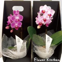  �yA-315�z�y�Y�n�����̉ԃM�t�g�z  �������� ������ �}�C�N���Ӓ��� 2.5�� 1�{���� �������p �~�j�Ӓ��� ���픫���� �Ŗ��m������ ����