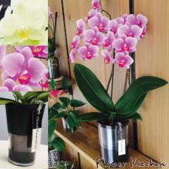 �yA-378�z�y�Y�n�����̉ԃM�t�g�z�~�f�B�Ӓ��� �^���u���[�|�b�g 2�{���� 4�� �Ŗ��m������ ���������ӂ�� �t�����[�M�t�g