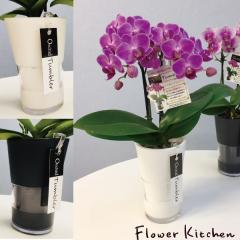 �yA-430�z�y�Y�n�����̉ԃM�t�g�z�e�[�u���Ӓ��� �^���u���X���� 2�{���� 3���@�s���N�n�i�킨�܂��� �Ŗ��m������ ���������� �t����