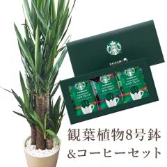 �ϗt�A�� ���b�J 8�� + �X�^�[�o�b�N�X�R�[�q�[ �M�t�g�Z�b�g �X�^�o �R�[�q�[ �M�t�g ���������� �ƃJ�t�F �������J�t�F �����͂� ���j