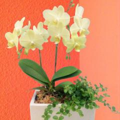 �y�Y�n�����̉ԃM�t�g�z�~�f�B�Ӓ��� 2�{���� �ϗt�� �p���e�m���@�C�G���[�n�@ �Ŗ��m������ ���������� �t�����[�M�t�g