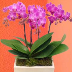 �y�Y�n�����̉ԃM�t�g�z�~�f�B�Ӓ��� 3�{���� �p���e�m�� �s���N�n 5.5�� ���픫���� �Ŗ��m������ ���������� �t�����[�M�t�g�yA-118