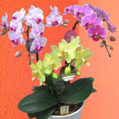 �y�Y�n�����̉ԃM�t�g�z�~�f�B�Ӓ��� 3�{�����~�b�N�X 5.5�� ���픫���� �Ŗ��m������ ���������� �t�����[�M�t�g�yA-117�z