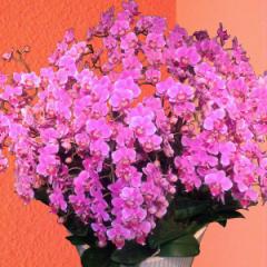 �y�Y�n�����̉ԃM�t�g�z�~�f�B�Ӓ���  ���琢�E20�{���� 13�����픫 �Ŗ��m������ ���������� �t�����[�M�t�g�yA-134�z