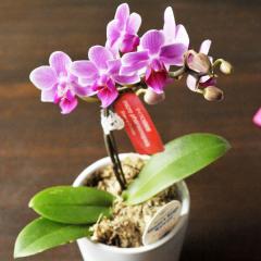 �y�Y�n�����̉ԃM�t�g�z�}�C�N���Ӓ��� �M�t�g�{�b�N�X���� �s���N�n�i�킨�܂����yA-141�z ���� �~�j�Ӓ��� �Ԕ� ���������i�ꕔ�n���