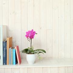 �y�Y�n�����̉ԃM�t�g�z�y�~�f�B�Ӓ��� �ϗt��4.5��1F �s���N�n���܂����z�Ŗ��m������ ���������� �t�����[�M�t�g�yA-99�z