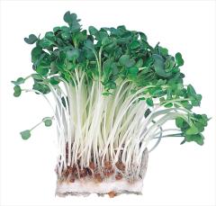 �A�[�e�b�N�y����E���ށz���k�͔|�Ư� �����޲�� AR4548030029708