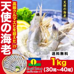 �����N���}�G�r�𒴂���!? �V�g�̊C�V 1kg(30�`40����) ���� �G�r �h�g �M�t�g