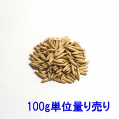 種子 えん麦（オーツヘイ）殻つき 100g