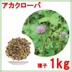 種子 アカクローバ 1kg