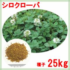 種子 シロクローバ 25kg