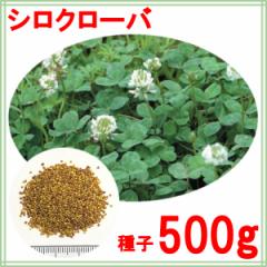 種子 シロクローバ 500g