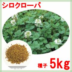 種子 シロクローバ 5kg
