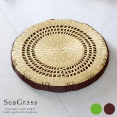 �A�W�A�����z�c �V�[�O���X�� �������҂� �~�` ���z�c 2�F�W�J