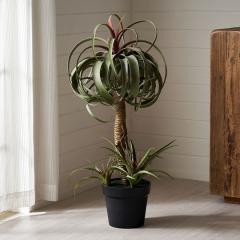 tFCNO[ `WA LZOtBJ  83cm ϗtA O[ t[  A[eBtBVvc tFCNvc