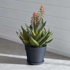 tFCNO[ AG  42cm ϗtA O[ t[  A[eBtBVvc tFCNvc A  A[g