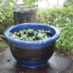 陶器 睡蓮鉢 メダカ鉢 めだか 鉢 金魚鉢 大型 メダカ ビオトープ 陶器 睡蓮鉢 メダカ鉢 めだか 鉢 金魚鉢 大型 メダカ ビオトープ