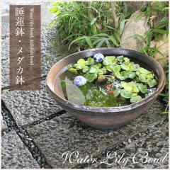 ���� 17���R�Q�Ђ˂�M�y�Ă������ ���_�J���A�������ɂ� �œK ���@�� �X�C������ �n�X�� �͘a���y����z