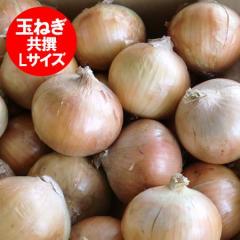 ���������� ���܂˂� 10kg �������� �ʂ˂� 10kg L�T�C�Y ���� �k�C�� �ʔK ��� �V���܂˂� �x�ǖ�������͖k��F1 �������� ����