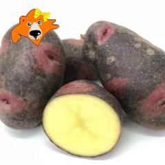 �����������@�k�C�� ���Ⴊ���� �f�X�g���C���[ �k�C���Y ���Ⴊ���� 10kg M����2L�T�C�Y �k�C�� �W���K�C�� ��� ���Ⴊ����