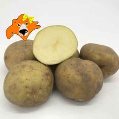 ���������� �k�C�� ���Ⴊ���� �������ނ� �k�C���Y ���Ⴊ���� 5kg �L�^�J���C M����2L�T�C�Y ��� �W���K�C��