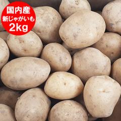 ���������� �V���Ⴊ���� �j�݂��� ���Y ���Ⴊ���� 2kg �������� ���� ��B ���Y �W���K�C�� L�T�C�Y ��� ���񂵂Ⴍ����