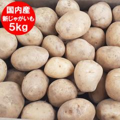 ���������� �j�݂��� �V���Ⴊ���� ���Y ���Ⴊ���� 5kg �������� ���� ��B ���Y �W���K�C�� L�T�C�Y ���